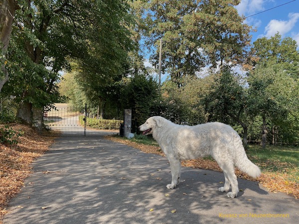 Kuvasz vor einem Tor