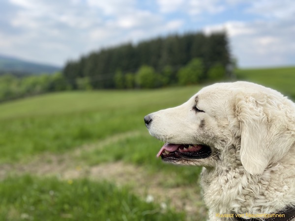 Kuvasz in der Natur mit Schlammspuren