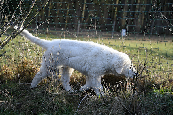 Kuvasz