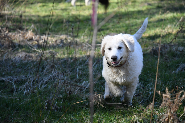 Kuvasz