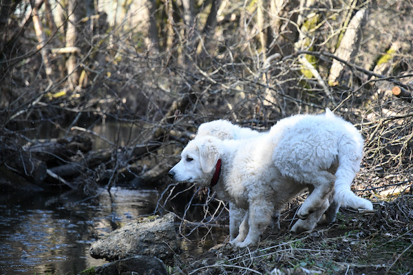 Kuvasz