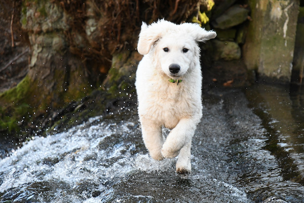 Kuvasz