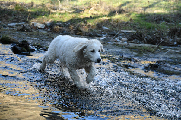 Kuvasz