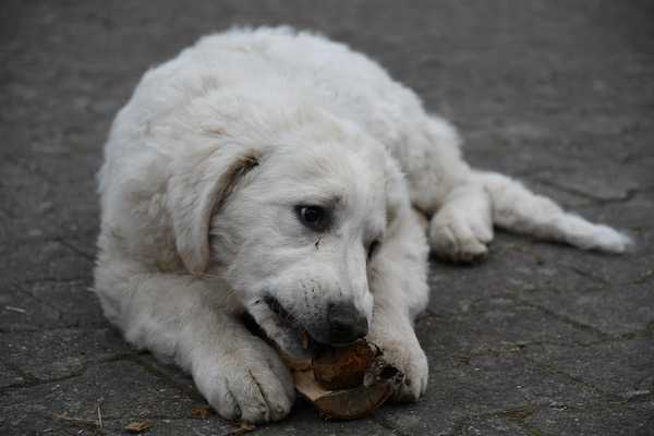 Kuvasz