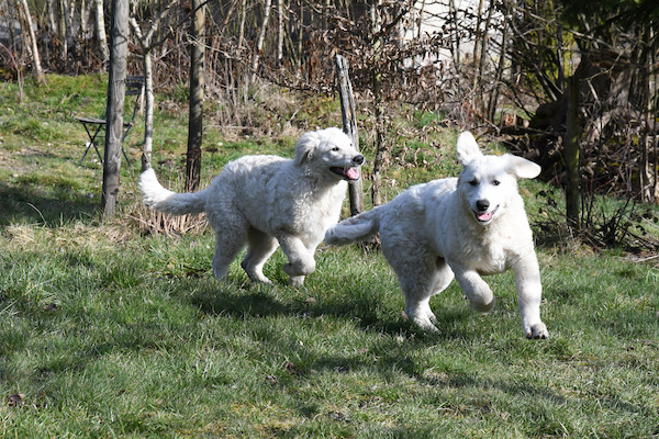 Kuvasz