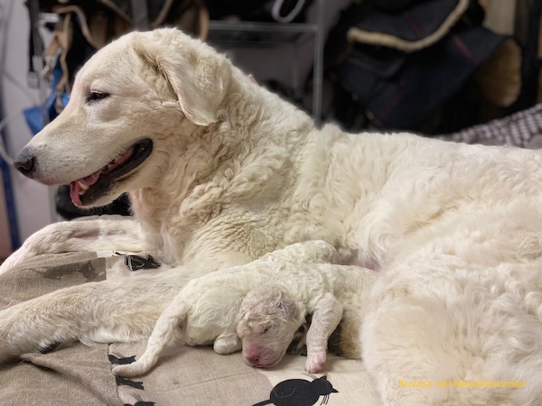 Kuvasz