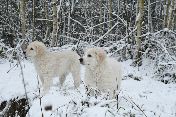 Kuvasz