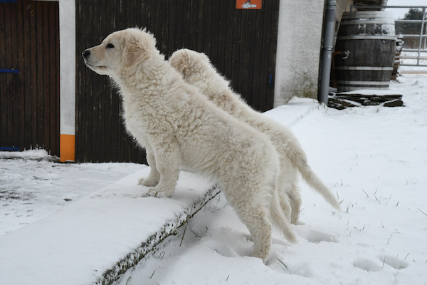 Kuvasz