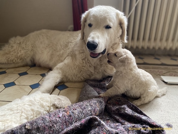 Kuvasz