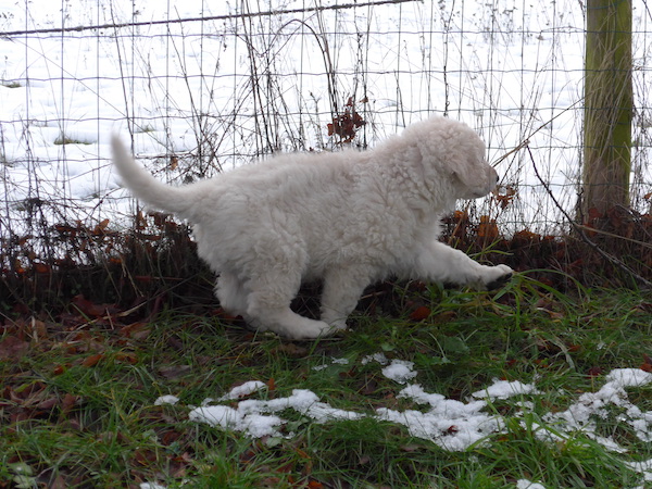 Kuvasz