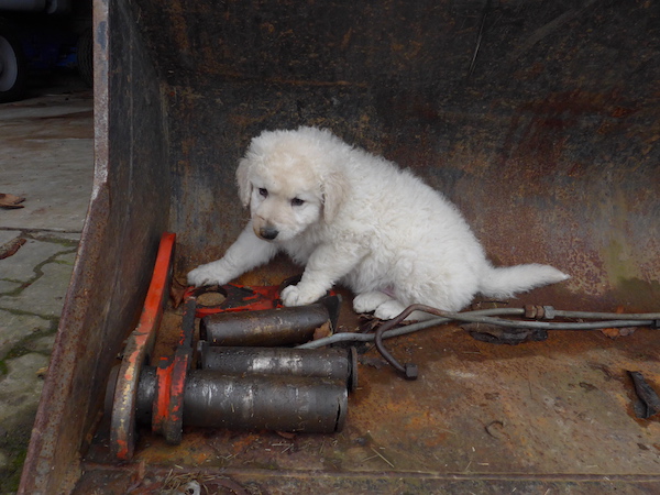 Kuvasz