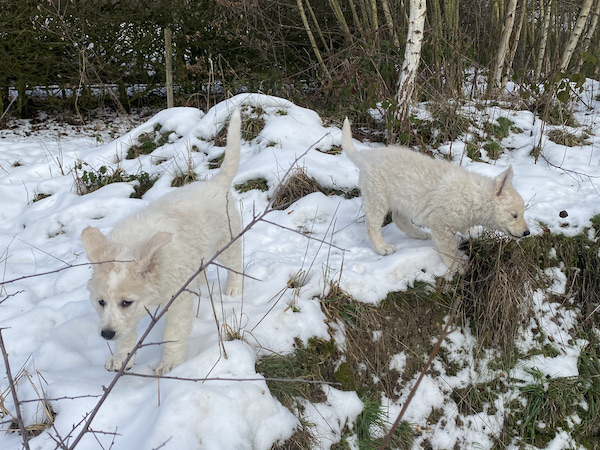 Kuvasz