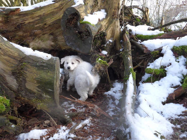 Kuvasz