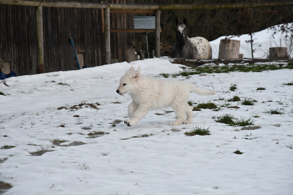 Kuvasz